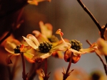 Dogwoods in the waning Light