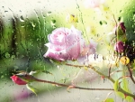 Raindrops On Roses