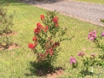 crepe myrtle