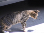 a curious kitty