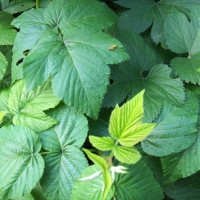 Raspberry leaves
