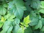 Raspberry leaves