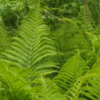 Fern fronds