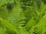 Fern fronds