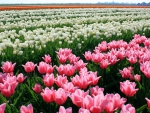 Field of tulips