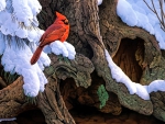 Winter Cardinals
