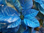 Blue poinsettia