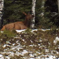 Elk Cow