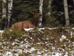 Elk Cow