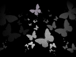 Butterflies