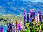 LUPIN FIELDS