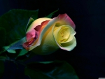 beautiful rose
