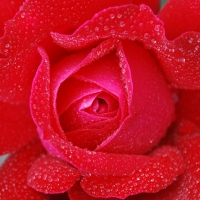 Red Sensational Rose