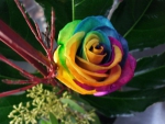 Rainbow Rose