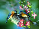 Spring Birds