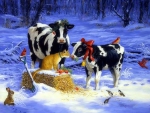 ..Cow Calf Cat in Snow..