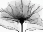 X Ray Vision of Poppy by Steven Meyers