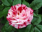 Two tune color Rose