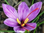 Crocus flower