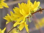 Flowers Forsythia
