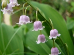 Purple Lily of the valley