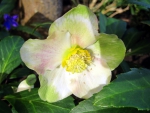 Helleborus