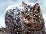 Winter Cat