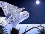 Snow Owl