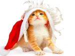 Cute Santa kitten