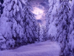 Winter Forest