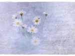 Daisies