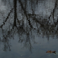 Reflections of the trees