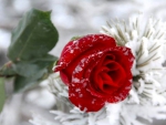 Red Rose In Snow