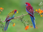 Parrots