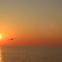 Sunset on seagull, Portoferraio , Isola d'Elba, Italy