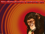 crazy monkey