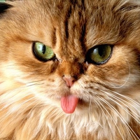 Cat Sticking Out It\\\\\\'s Tongue