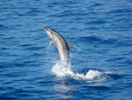 Dolphin Standing