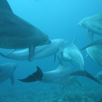 Underwater Dolphin Pod