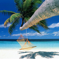 Relax - Hammock Hanging from Palm Tree
