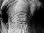 Grainy Elephant