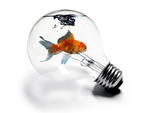 Goldfish in a Lightbulb