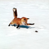 A Red Fox Chasing a Mouse