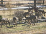 deer in front yard