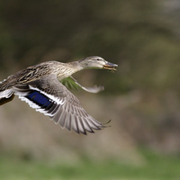 Female Mallard