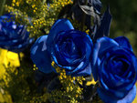 Blue Roses