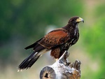harris hawk
