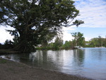 Banyon Tree on Reeds Bay, Hilo, Hawaii