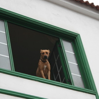 windows dog