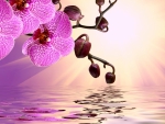 Pink Orchids